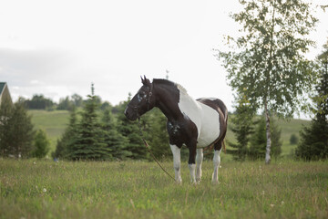 horses in a field