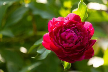 A sprig of beautiful fresh pink peonies on a multicolored floral background.