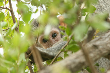 Vervet Monkey, Kruger National Park, South Africa