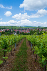 Fototapeta na wymiar Rural landscape of Alsace in France. The small medieval town of Rosheim and its vineyard-covered hills.