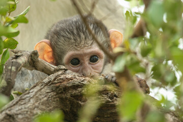 Vervet Monkey, Kruger National Park, South Africa