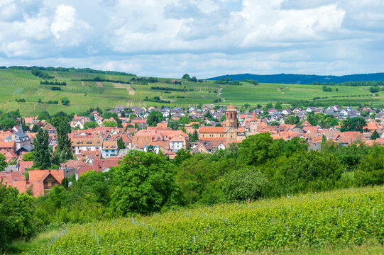 Rural landscape of Alsace in France. The small medieval town of Rosheim and its vineyard-covered hills.