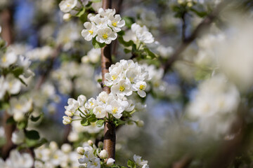 Obraz premium Apple tree blossoms. Spring flowers. Macro photo of flower bud. Bee on flower
