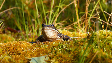 lizard on the ground