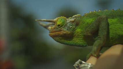 iguana on a tree