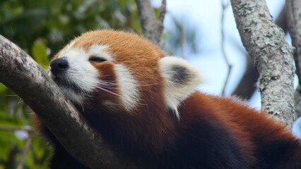 red panda in tree