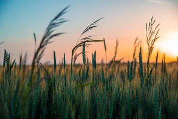 Fototapeta na wymiar A farmland against the setting sun. A wheat field during sunset. Ripening rye ears against the backdrop of the sun. Cereal cultivation concept.