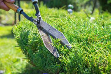 Obraz premium Work in the garden. The man cuts branches and bushes with a pruner. Concept of caring for the garden.