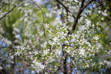 Apple tree blossoms. Spring flowers. Macro photo of flower bud. Bee on flower