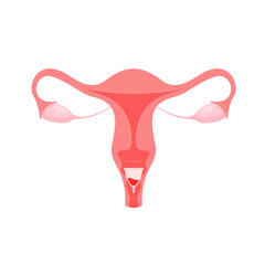 Female reproductive system. Zero waste menstrual cup. Eco protection for woman in critical days. Cervix, ovary, fallopian tube icon. Vector illustration.