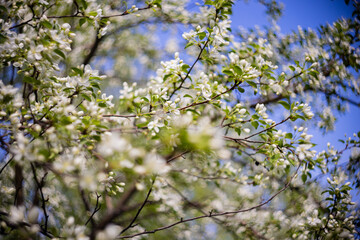 Obraz premium Apple tree blossoms. Spring flowers. Macro photo of flower bud. Bee on flower