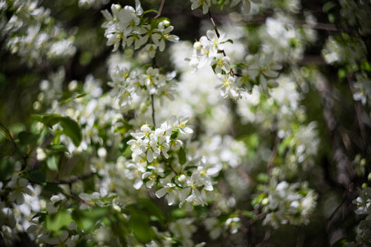 Apple tree blossoms. Spring flowers. Macro photo of flower bud. Bee on flower