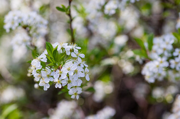 Apple tree blossoms. Spring flowers. Macro photo of flower bud. Bee on flower