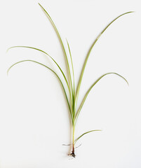 Fototapeta premium Yellow Nutsedge Weed with Roots