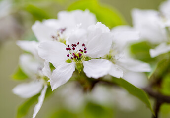 Obraz na płótnie Canvas Apple tree blossoms. Spring flowers. Macro photo of flower bud. Bee on flower