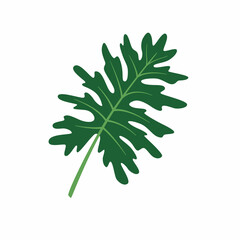 Philodendron Selloum or Split Leaf Philodendron. Exotic tropical leaves named Philodendron Hope. Green Foliage vector. © Darya