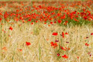 Fototapeta premium Champ de coquelicots en été 