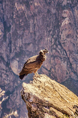 habitat of the giant Andean condor