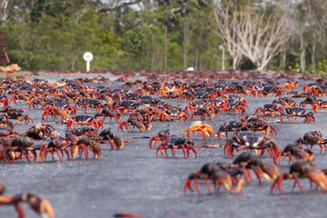 Red mangrove crabs, Guanahacabibes Peninsula, Cuba © Alvaro