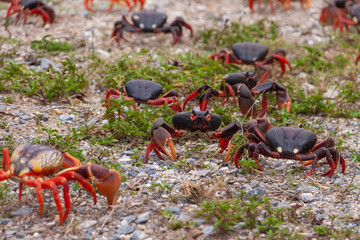 Red mangrove crabs, Guanahacabibes Peninsula, Cuba