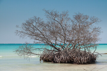 Landscape of beach and dead mangrove, Cayo Jutias, Cuba