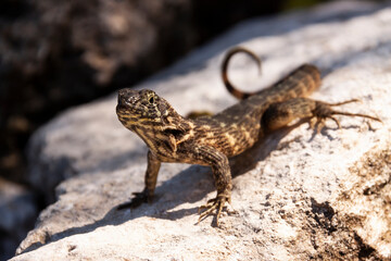 A lizard of an Anolis species, Cuba