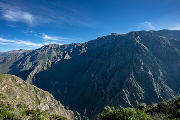 Obraz premium habitat of the giant Andean condor