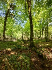 Bosque por la mañana en País Vasco.