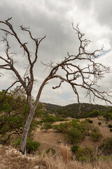 Mesquite that has died in Texas