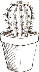 Illustration sketch cactus in a pot. Vector illustration