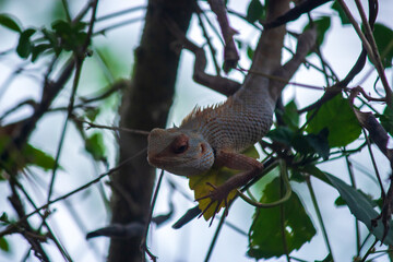 lizard on a tree