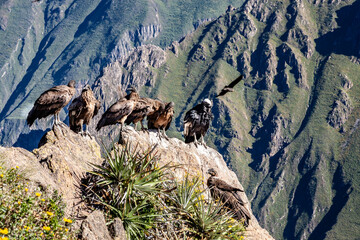 habitat of the giant Andean condor
