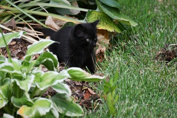 Black Kitten in a Yard
