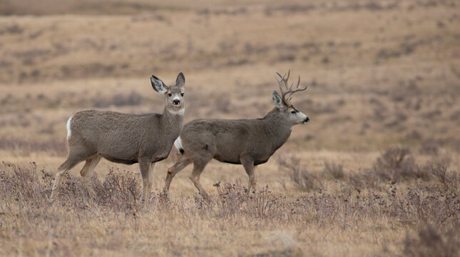 Mule deer pair during mating season in Montana