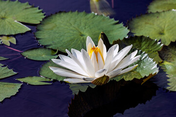 Weiße Seerose im Portrait © rkbox