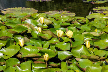 Gelbe Seerosen © rkbox