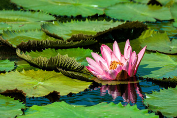 Rosa Seerose im Wasser