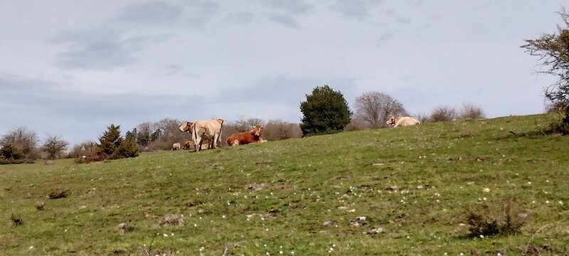Campo co bacas de provincia &auml;lava de Pa&iacute;s Vasco.