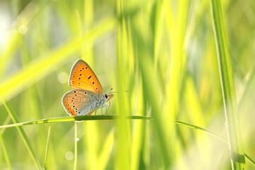 Butterfly among the fresh green grass in the sunshine