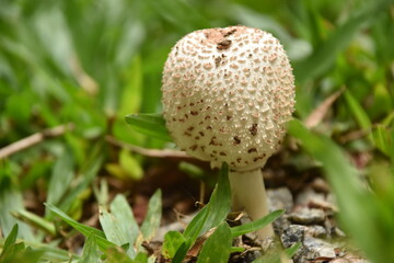 Mushroom on the lawn after a few days of rain.
