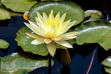 Gelbe hübsche Seerose © rkbox