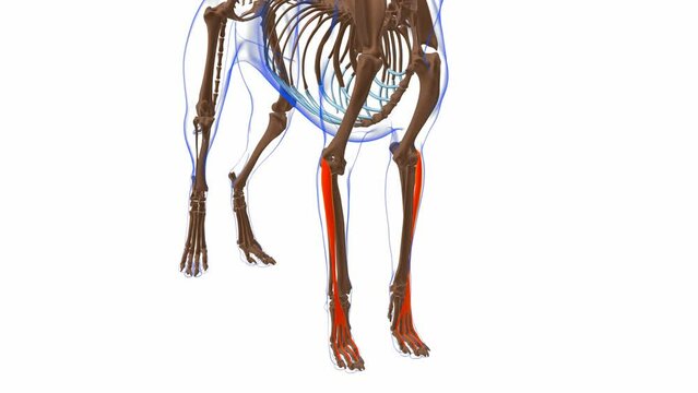 Extensor Digitorum Communis muscle Dog muscle Anatomy For Medical Concept 3D