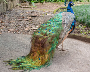 Obraz premium beautiful colorful peacock , close up view