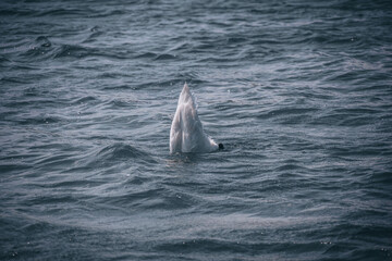 Naklejka premium Die Donauinsel – kurz auch die „Insel“ genannt – ist eine zwischen 1972 und 1988 errichtete, 21,1 km lange und bis zu 250 m breite künstliche Insel im Stadtgebiet von Wien.