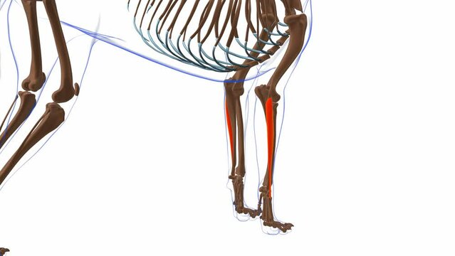 Extensor Carpi Ulnaris muscle Dog muscle Anatomy For Medical Concept 3D