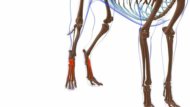 Extensor Digitorum Brevis muscle Dog muscle Anatomy For Medical Concept 3D