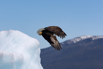 An eagle in flight, with mountains in the background.