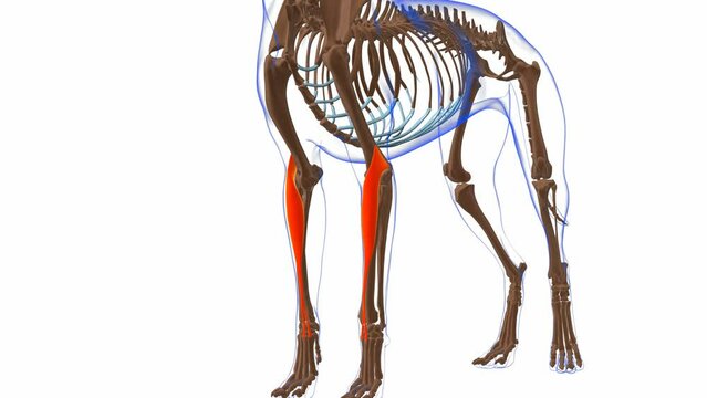 Extensor Carpi Radialis muscle Dog muscle Anatomy For Medical Concept 3D