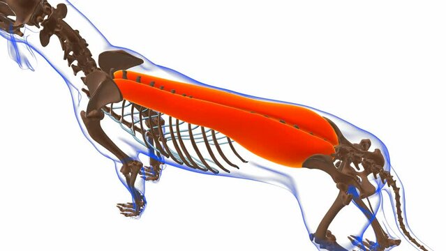Erector Spinae muscle Dog muscle Anatomy For Medical Concept 3D