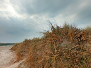 Dramatic sky. Hardy plants grow on coastal sand. Cloudy sky over dry, tough plants.